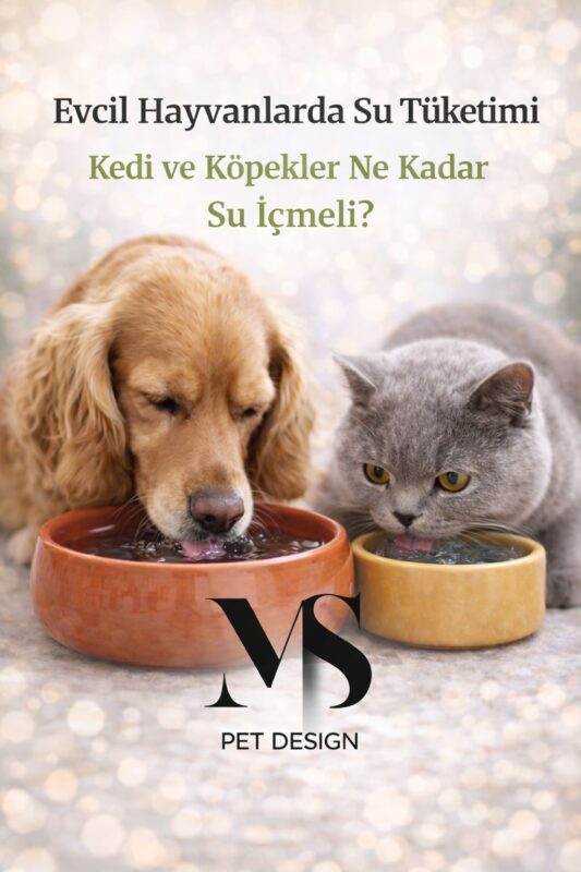 Kedi ve Köpeklerde Su Tüketimi: Evcil Hayvan Sağlığı İçin Neden Hayati Öneme Sahiptir?